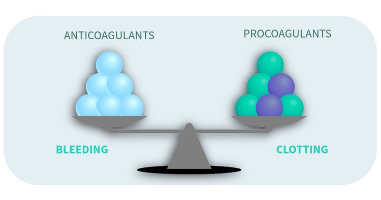 Clipart animated image of the coagulation cascade.